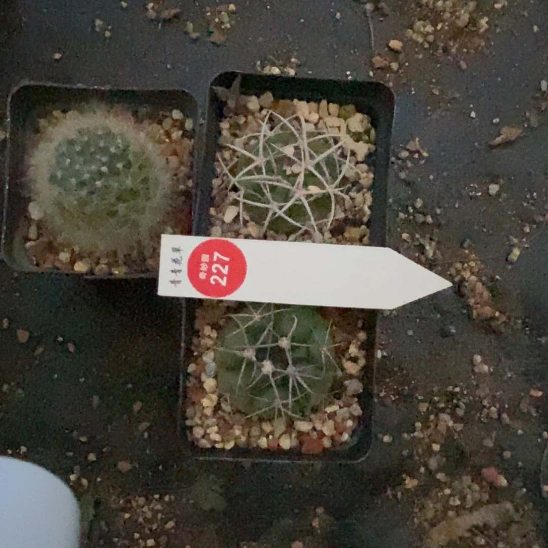 三颗仙人球66985669