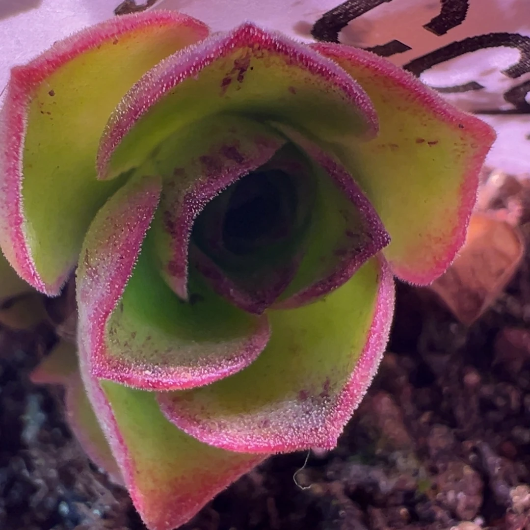 予***এ陈陈933笙箫默侧芽。