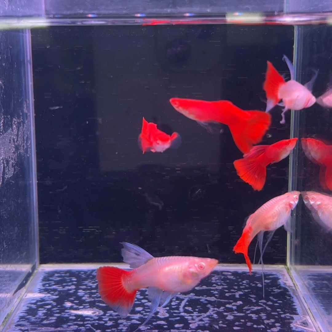 孔雀鱼血红大C3对原哈尼发货