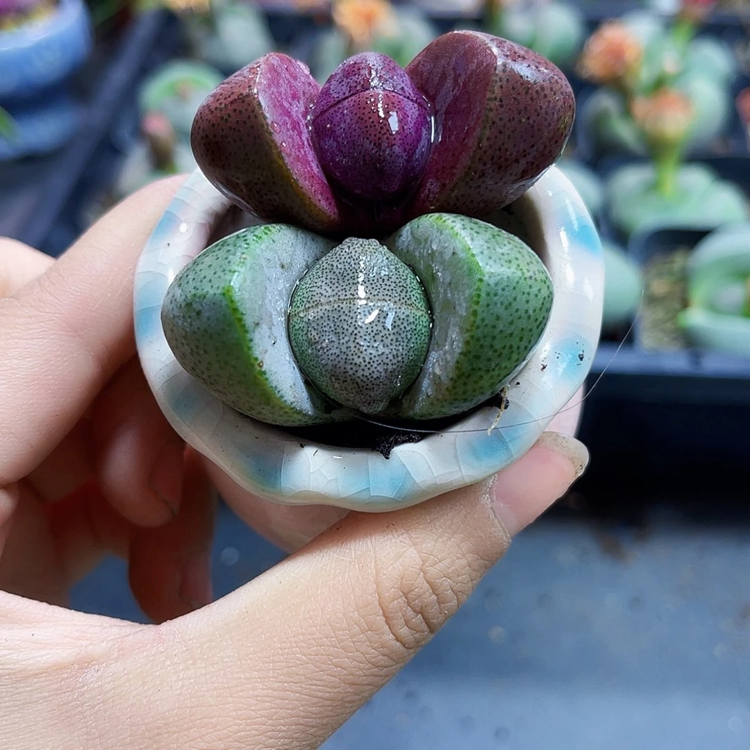 绿色+紫色元宝多肉