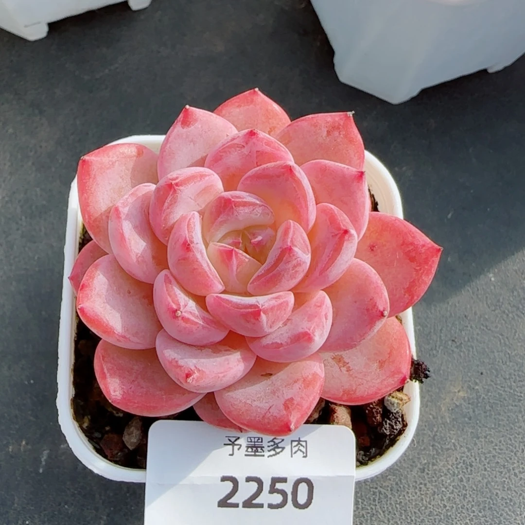 雪魄，2290多肉植物