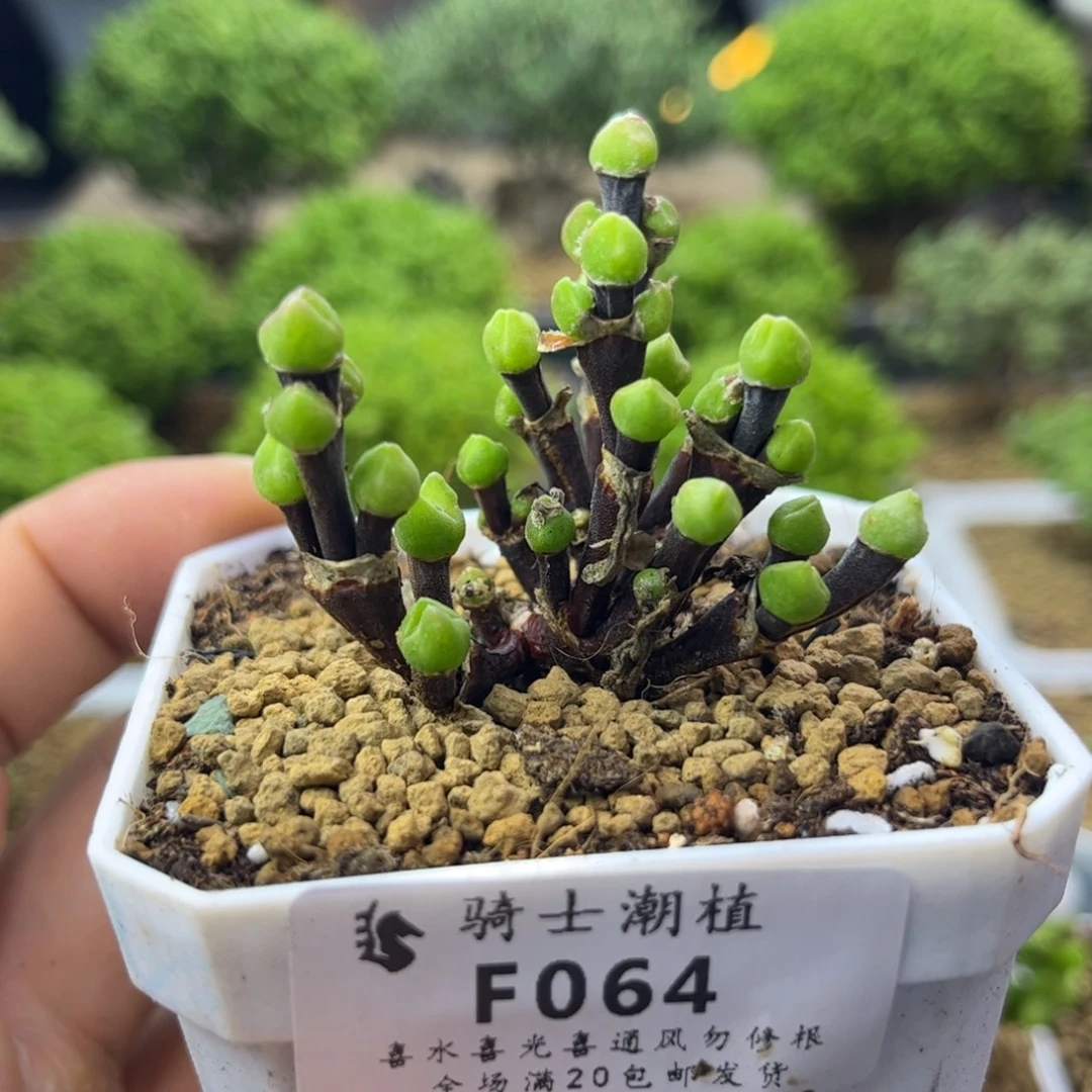 064短耳朵枝干兔子特