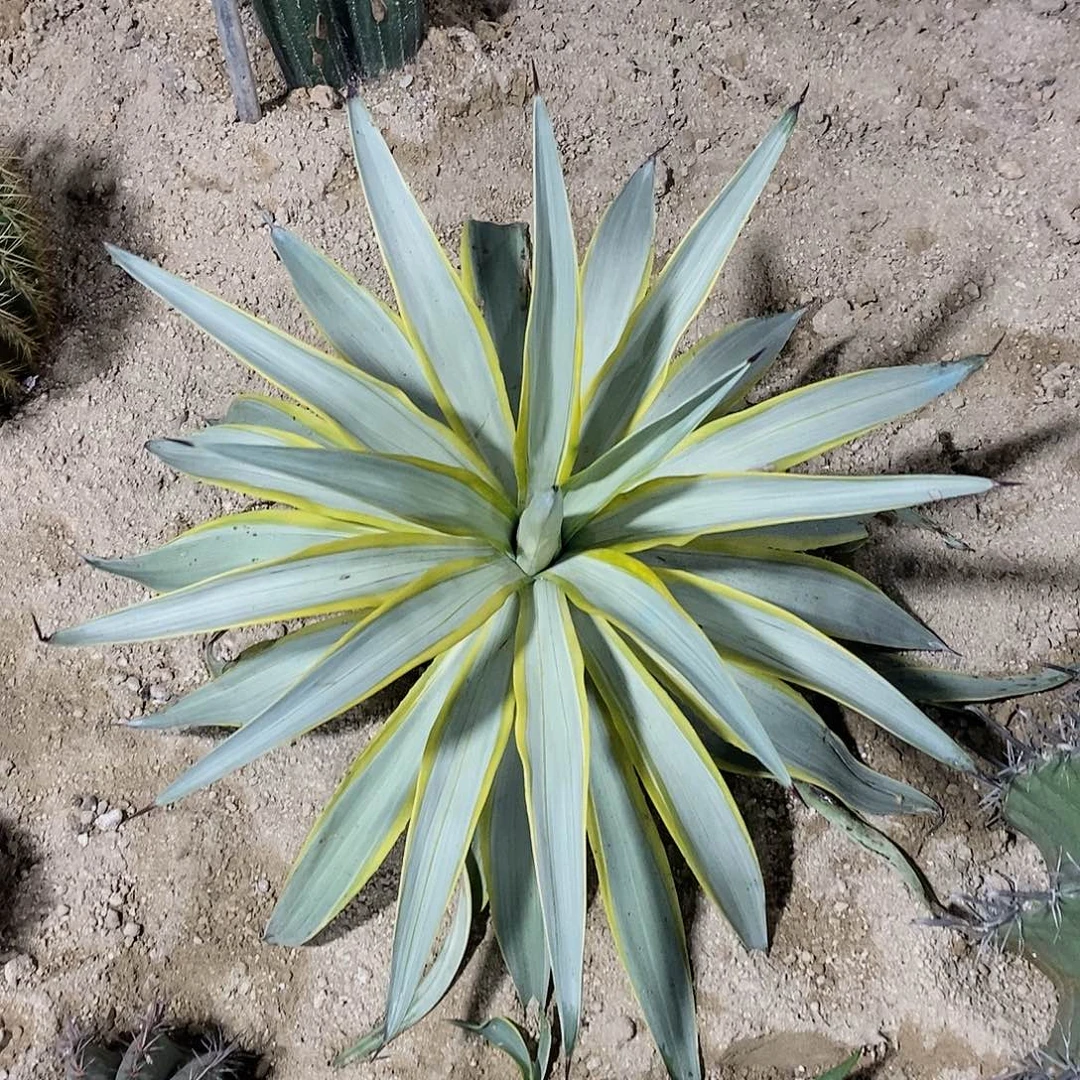 银河旅人冠幅60-60公分左右一物一拍