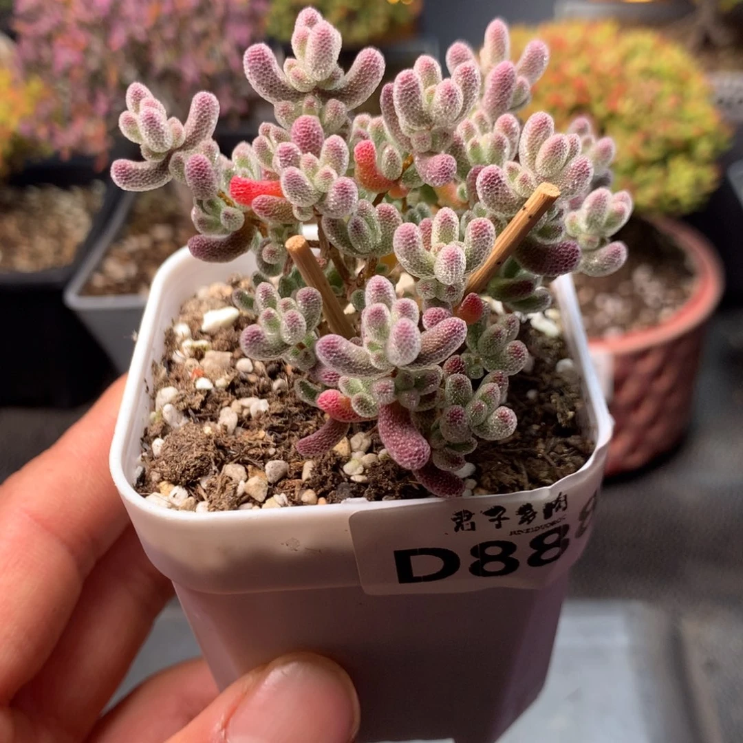 冰晶枝干番杏888