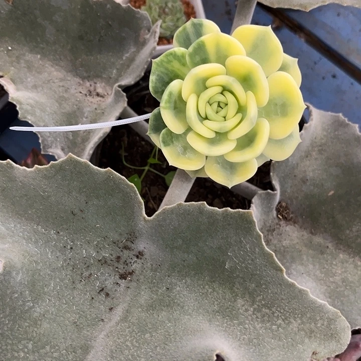 飘***零三文鱼锦炸多肉植物哇啦塞