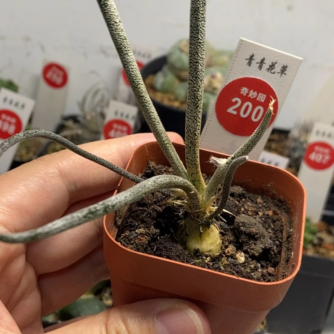 母本美杜莎一颗仙人球