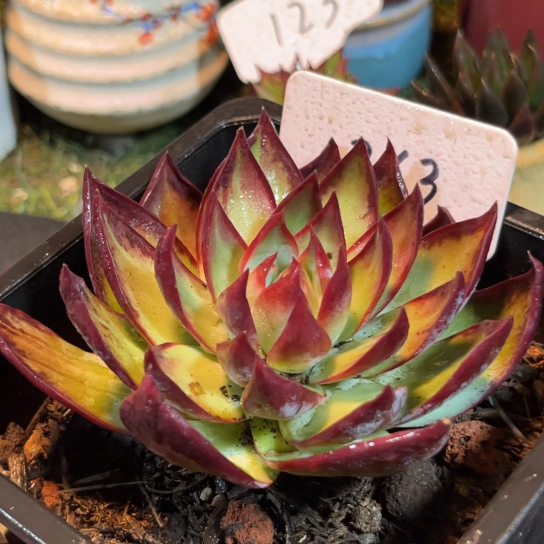 惊鸿一物一拍包装收缩花旱263