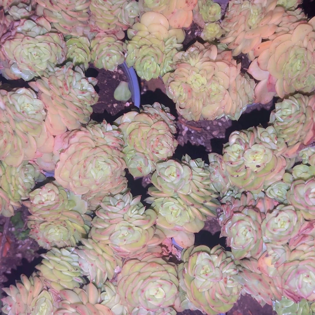 腊牧丹9.99四盆包邮