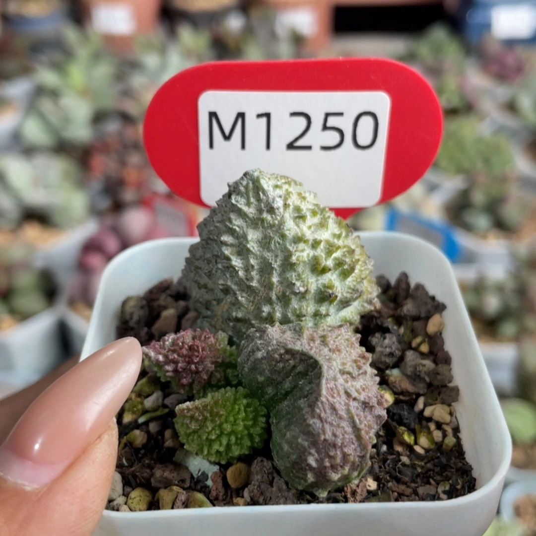 肉*君  福利。  1250。