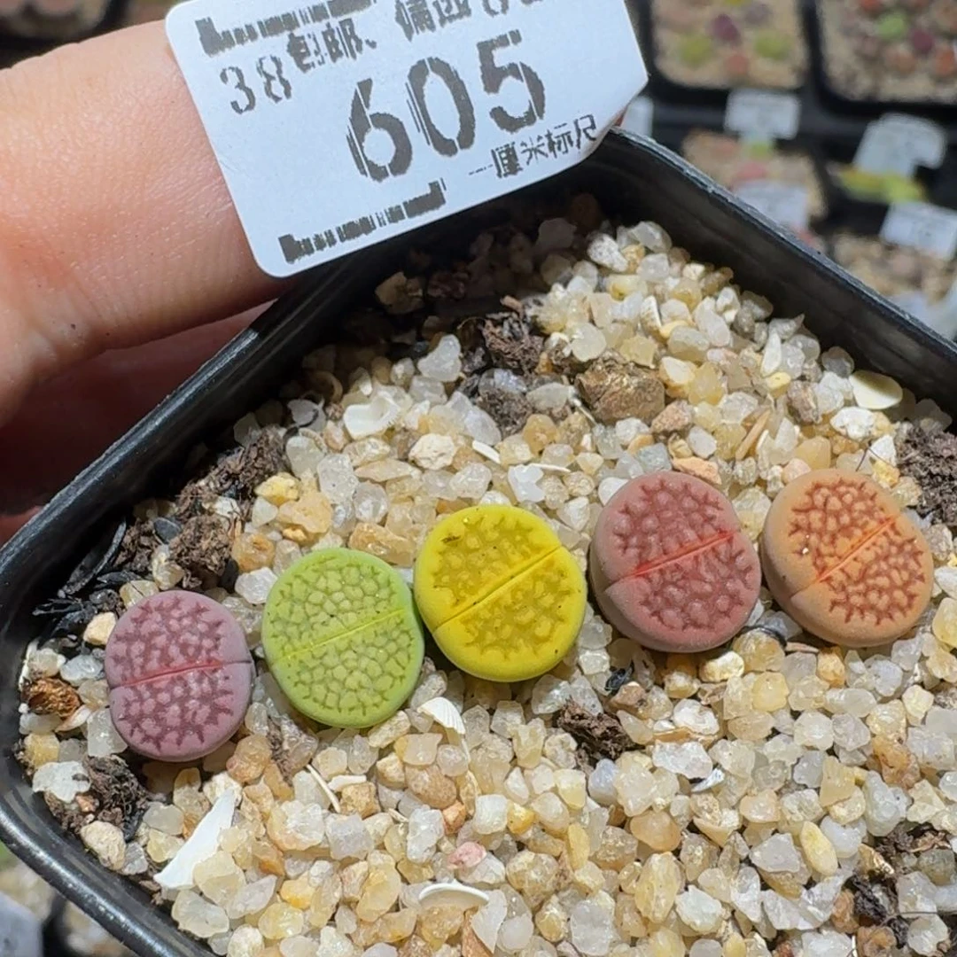 zzzzz生石花肉锥605