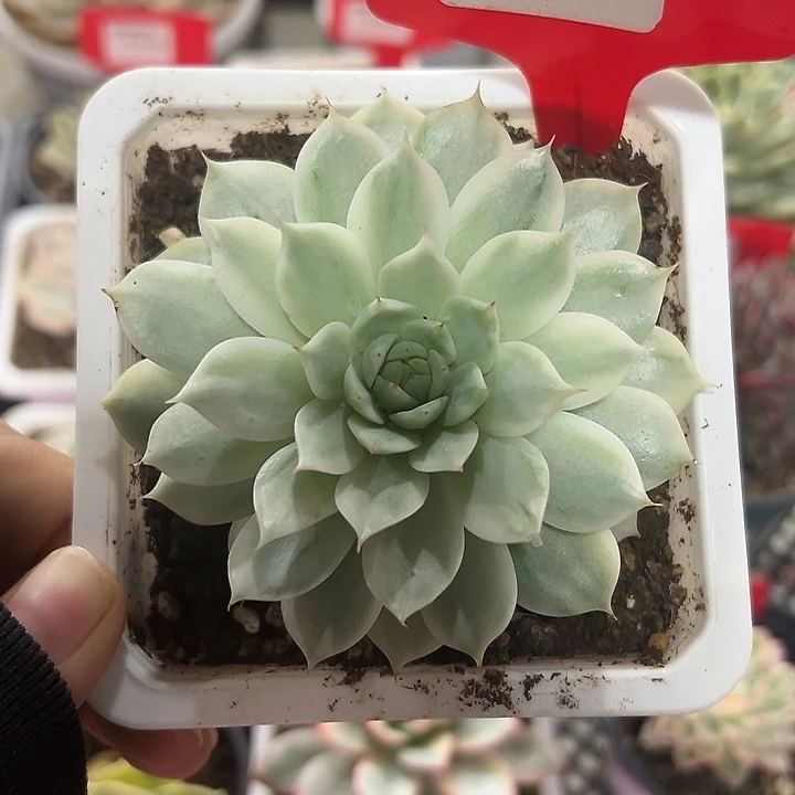 144号Tp锦多肉植物