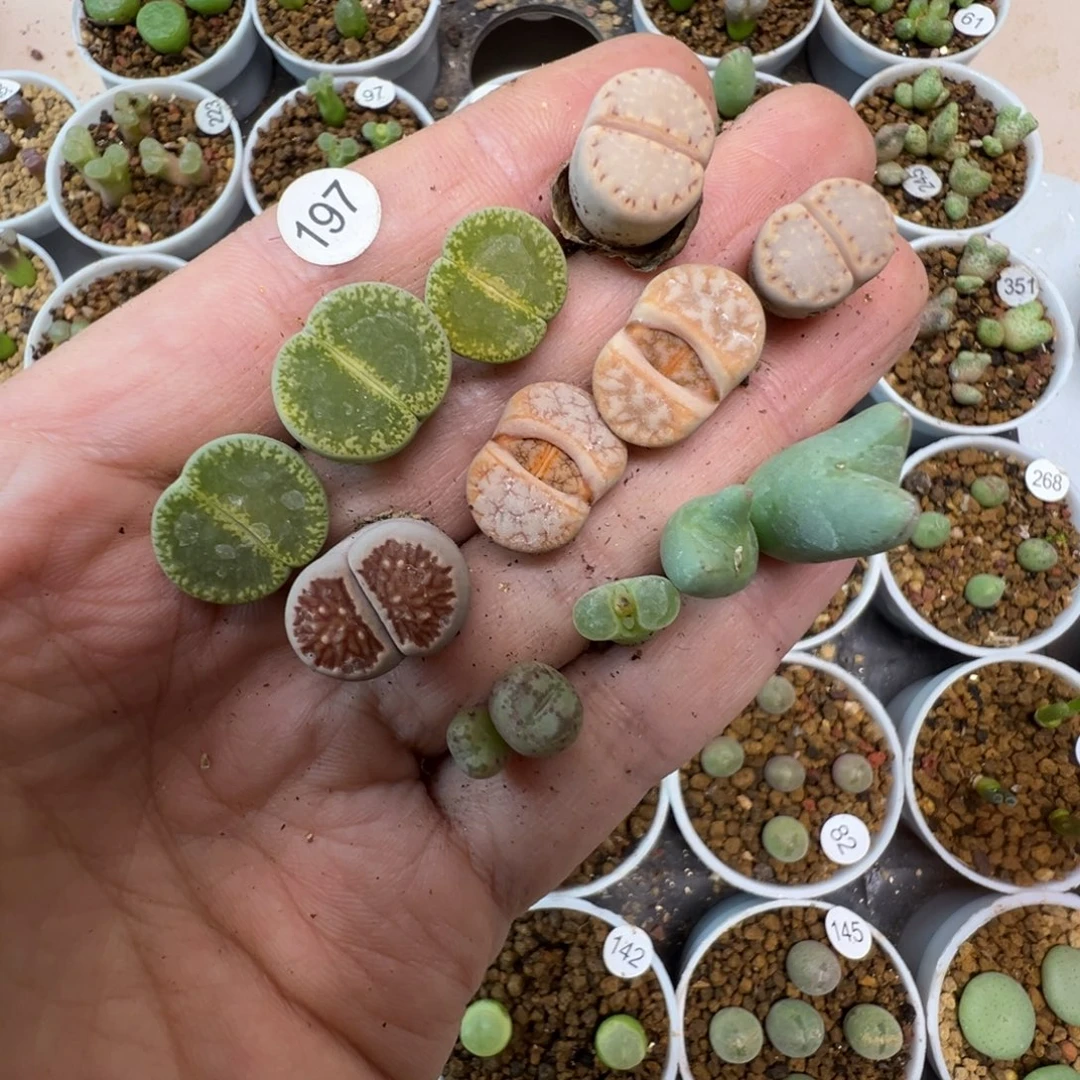 J***SJ专拍11颗脱土1970000