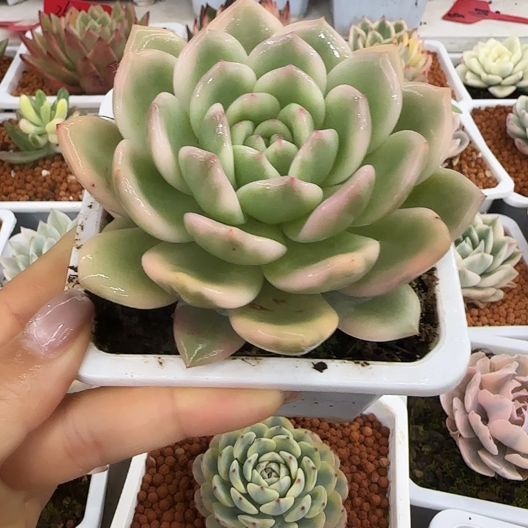 橙梦露锦多肉植物