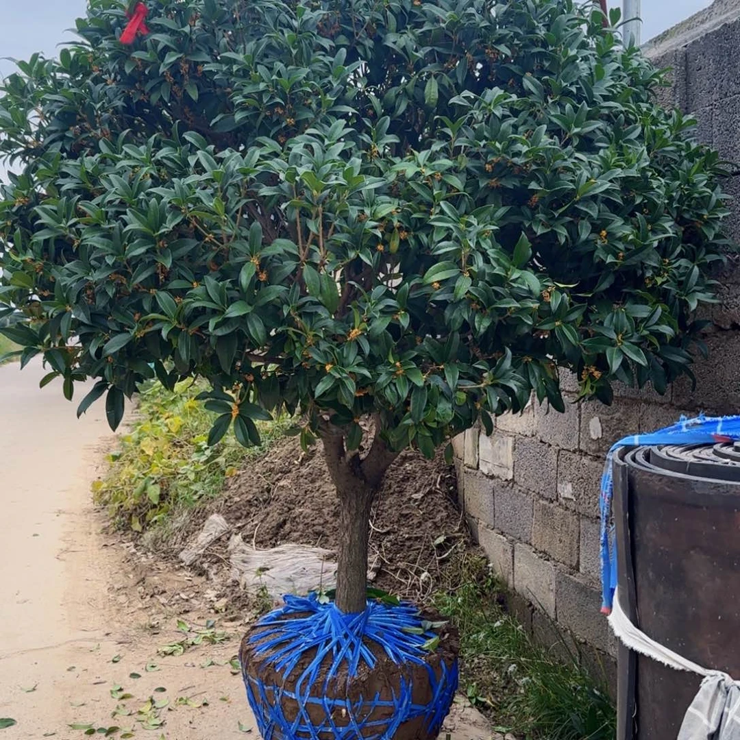 刘***彬无花朵桂花。八月桂系列