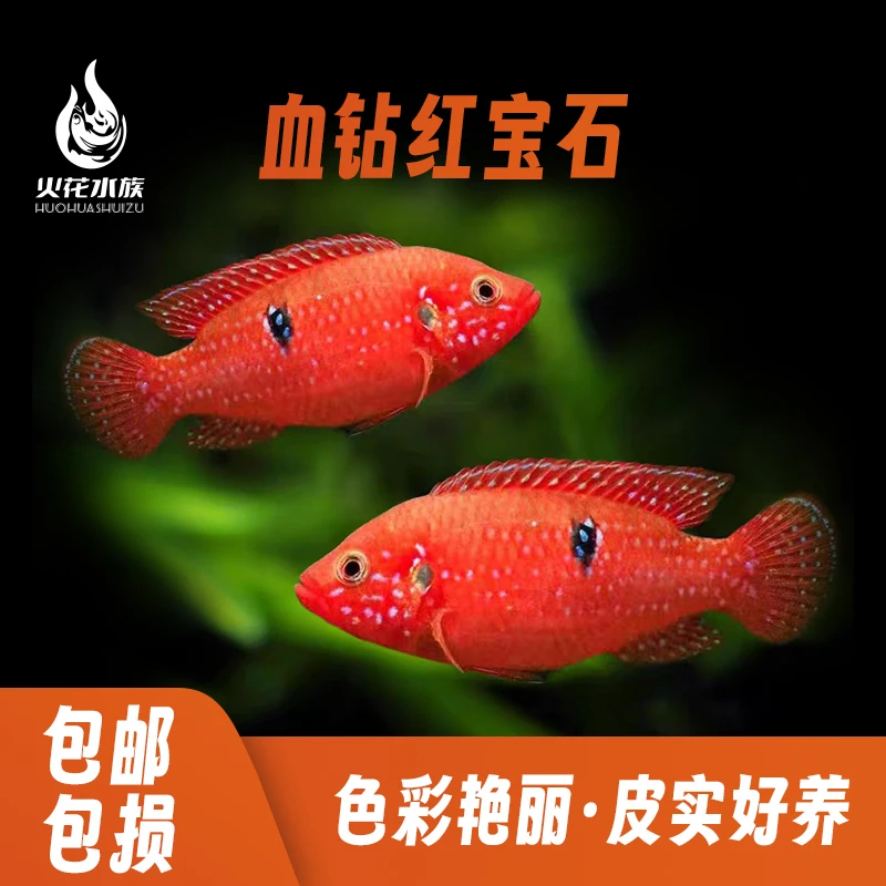 红宝石血钻鱼水族包邮三湖慈鲷热带观赏鱼好养耐活新手伴侣直播