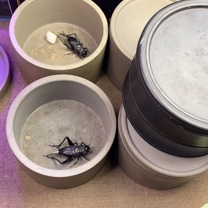 老刘黑虫精挑精选