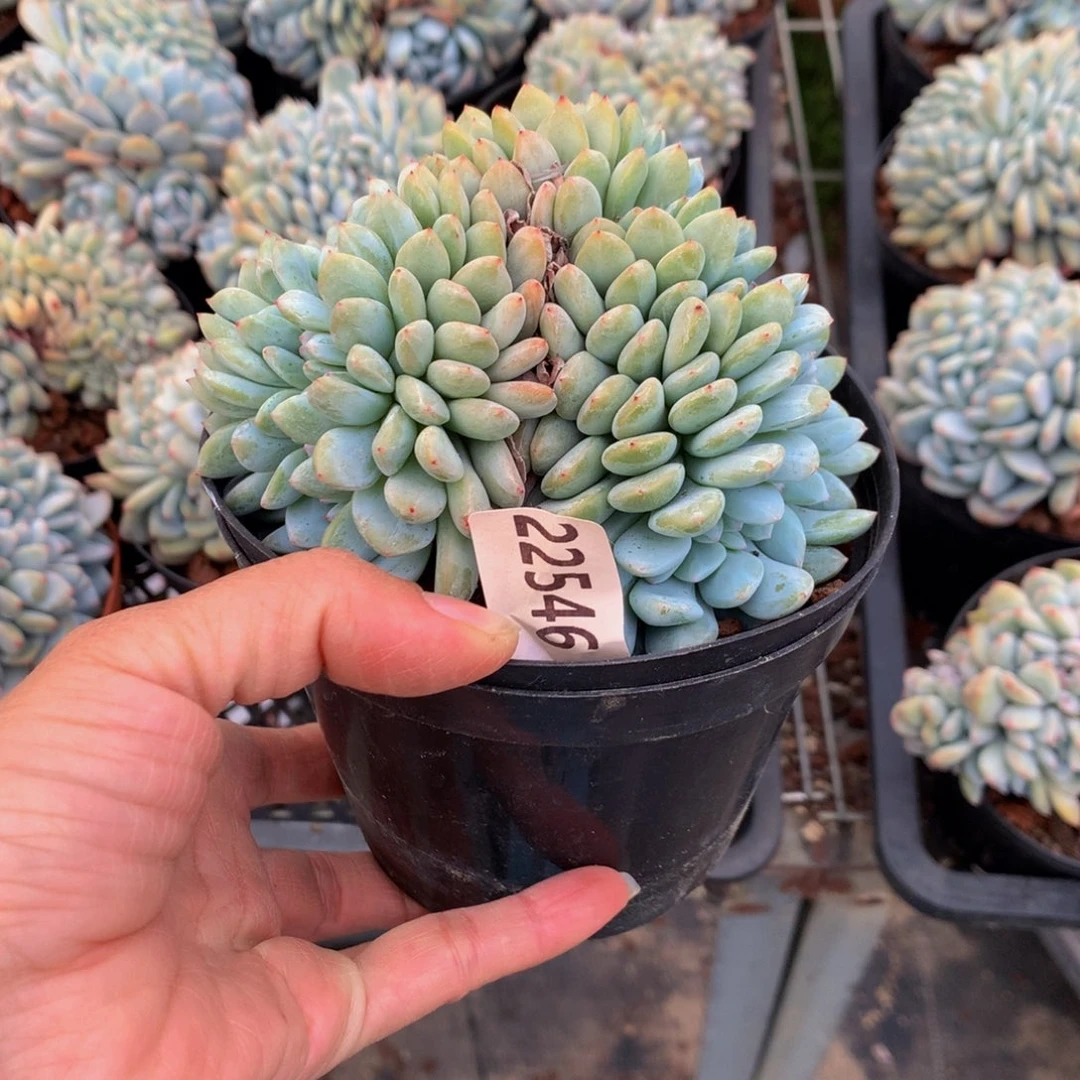 ?**糖22546缀嗯嗯嗯我想看电影