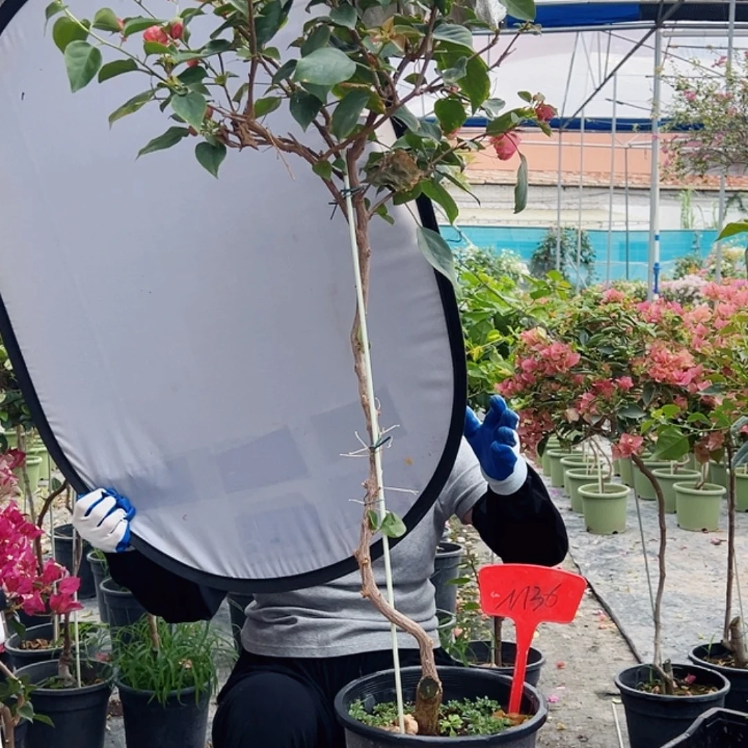 L***轩大部分花苞少量开放M36不甜西瓜