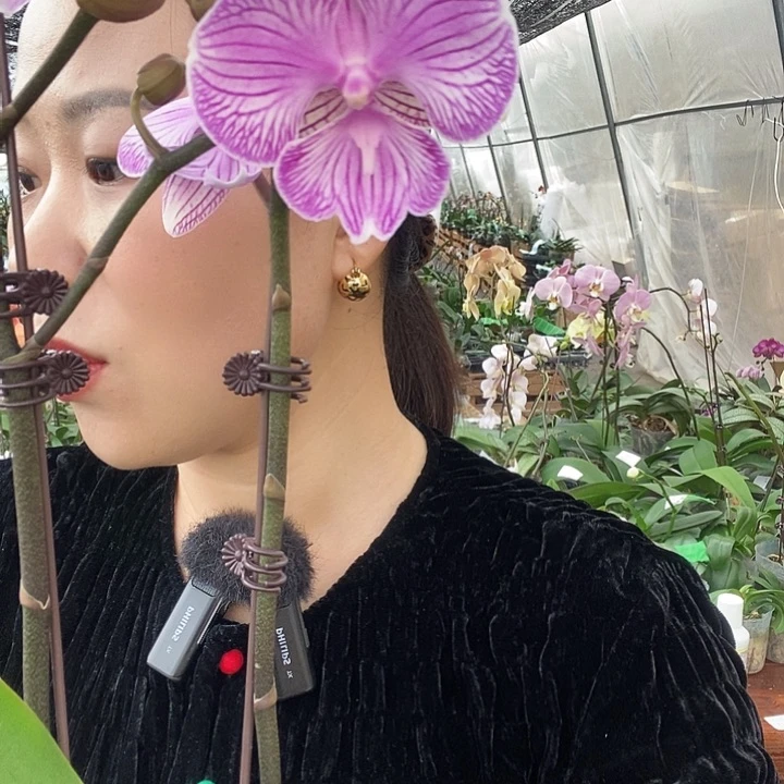 无花朵朗布隆蝴蝶兰