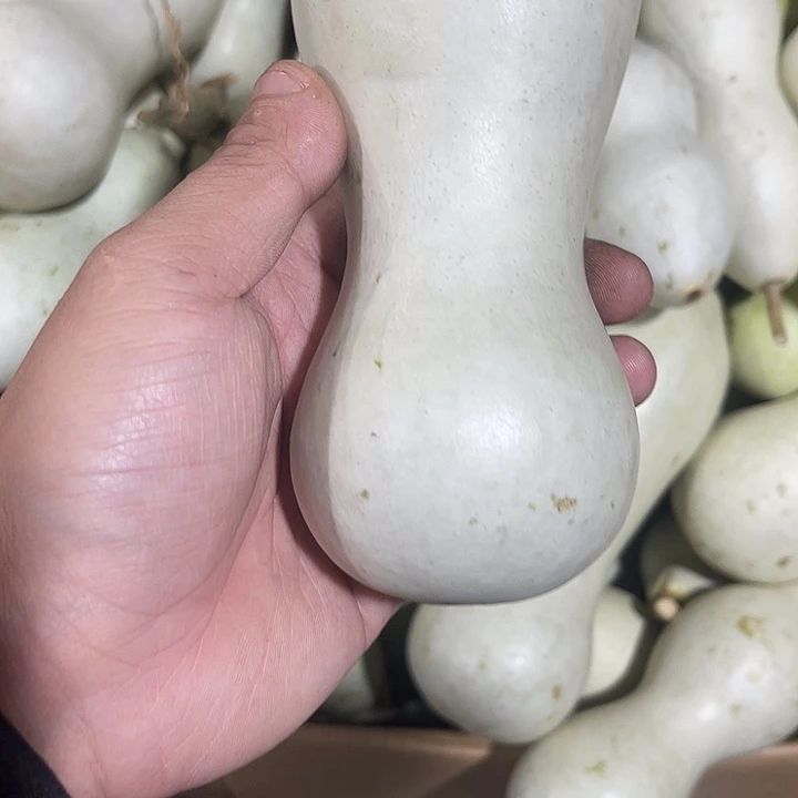 大果紫檀（缅甸花梨）大*