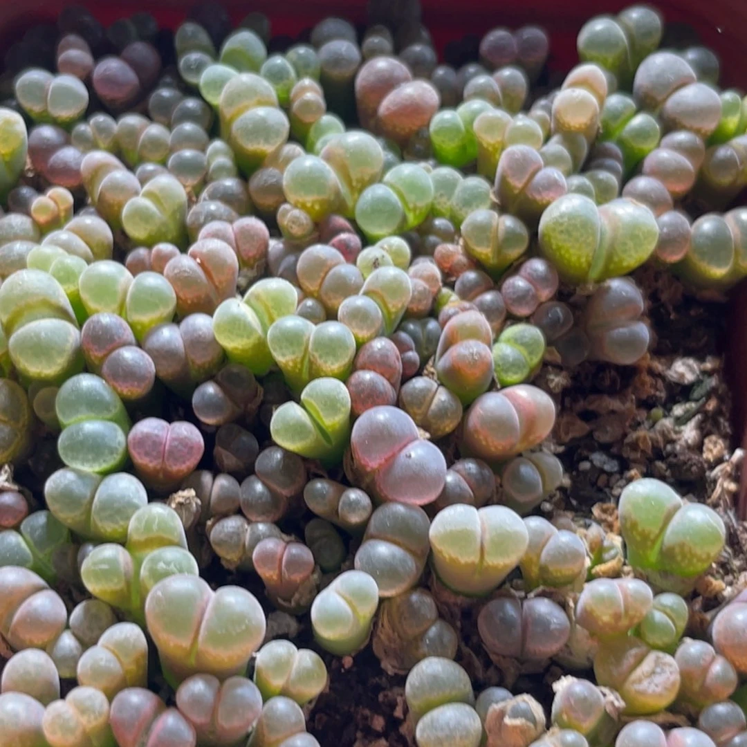 彩风铃大盆更新～5