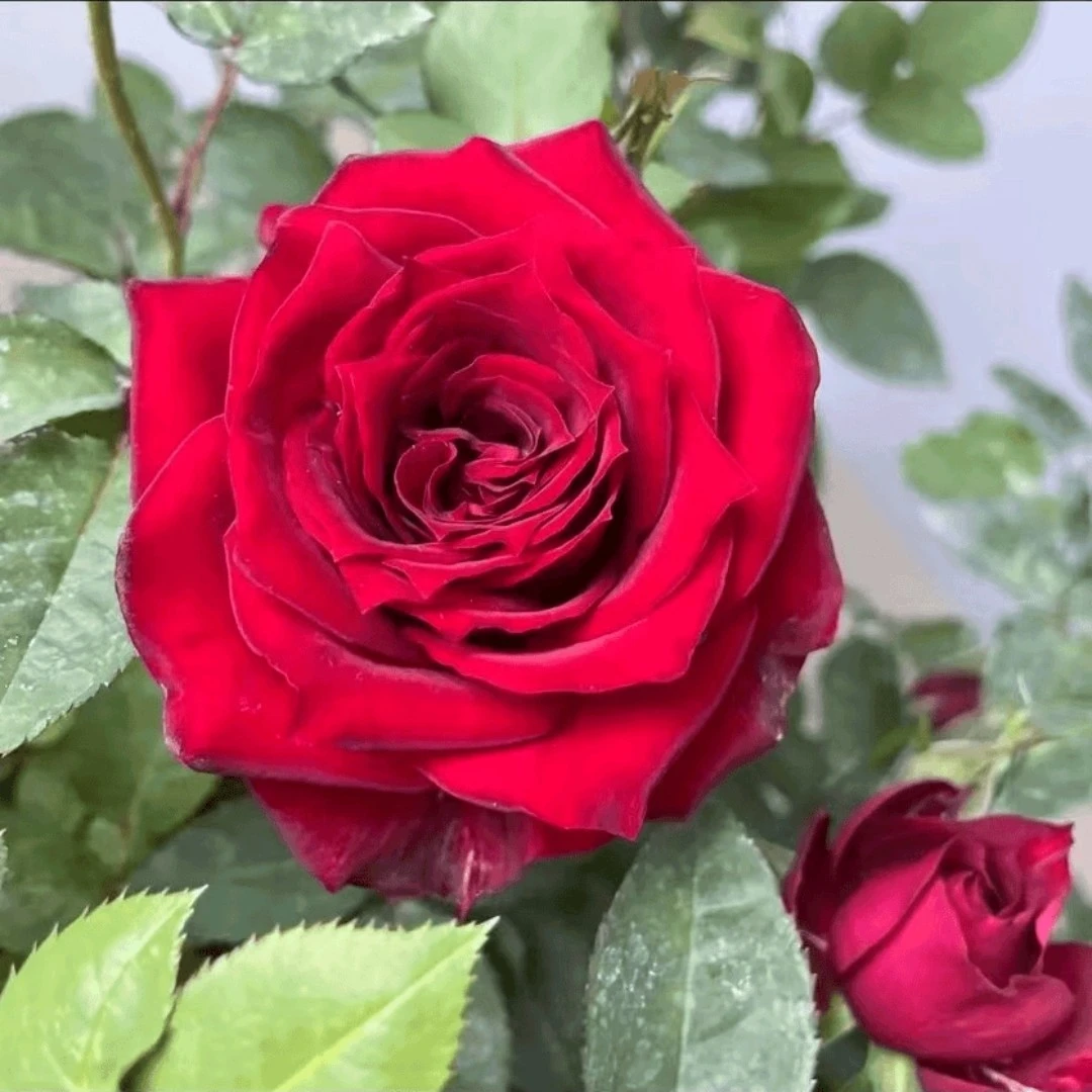【红丝绒】红色大花月季 阳台庭院盆栽花卉 多季节重复开花 好养