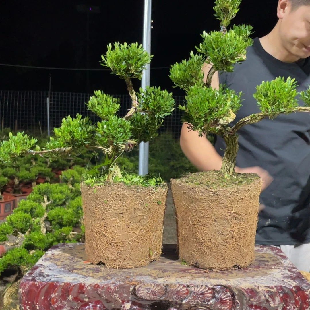 完全开放麦*黄杨盆景