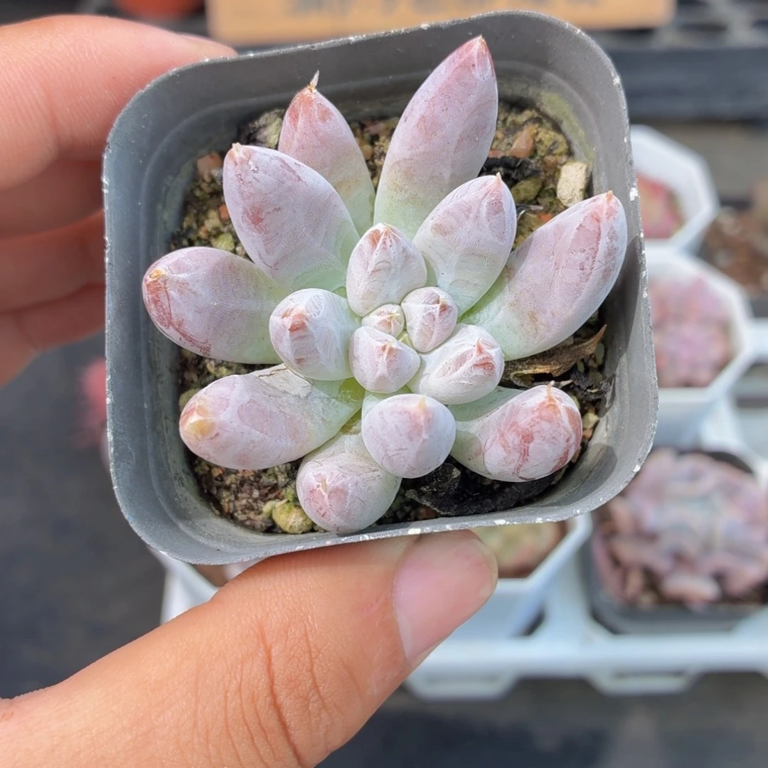 杜里万多肉9.9包邮发货