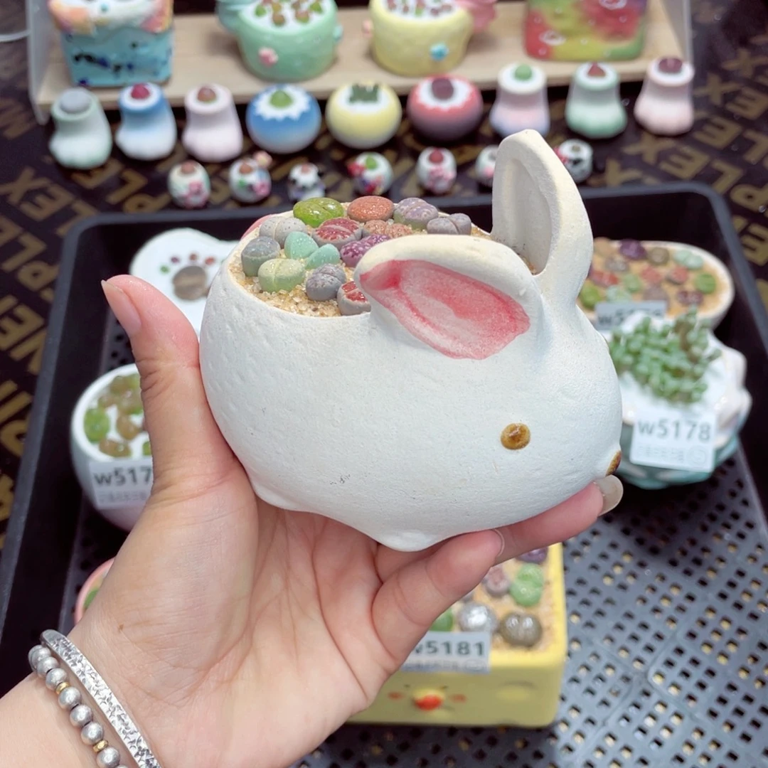 w5182 带盆土发货一物一拍