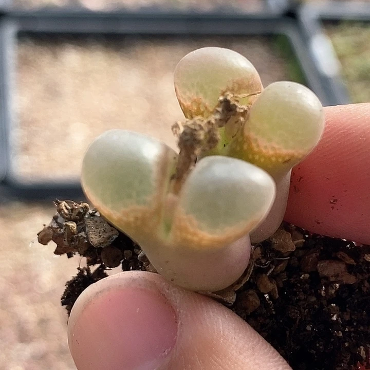 13622双头cm10一颗