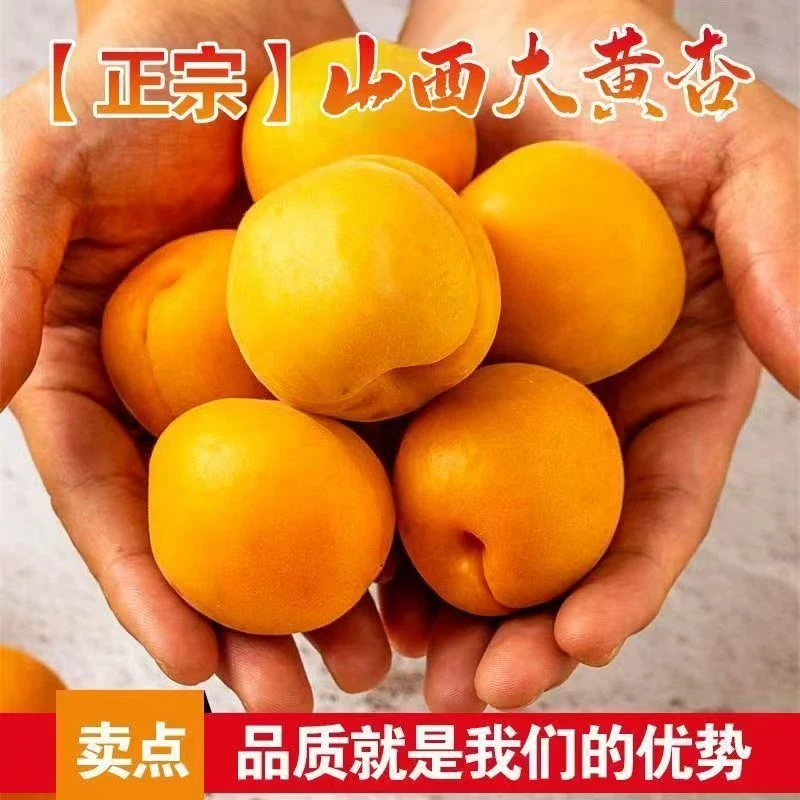 （露天头茬）大黄杏运城新鲜爆汁金太阳现摘现发孕妇水果整箱包邮