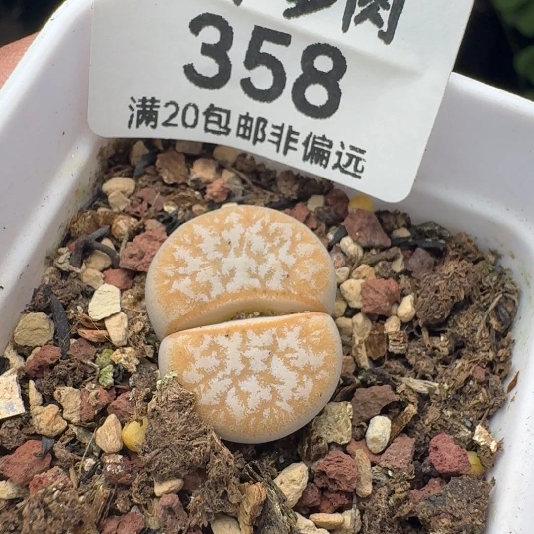拿铁带盆土