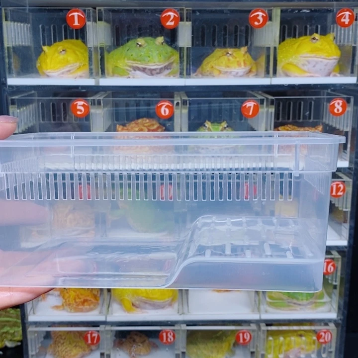 L***Y角蛙恭喜发财大吉大利