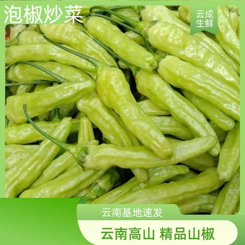 【云南新鲜】薄皮蔬菜野山椒泡椒小米辣新鲜批发