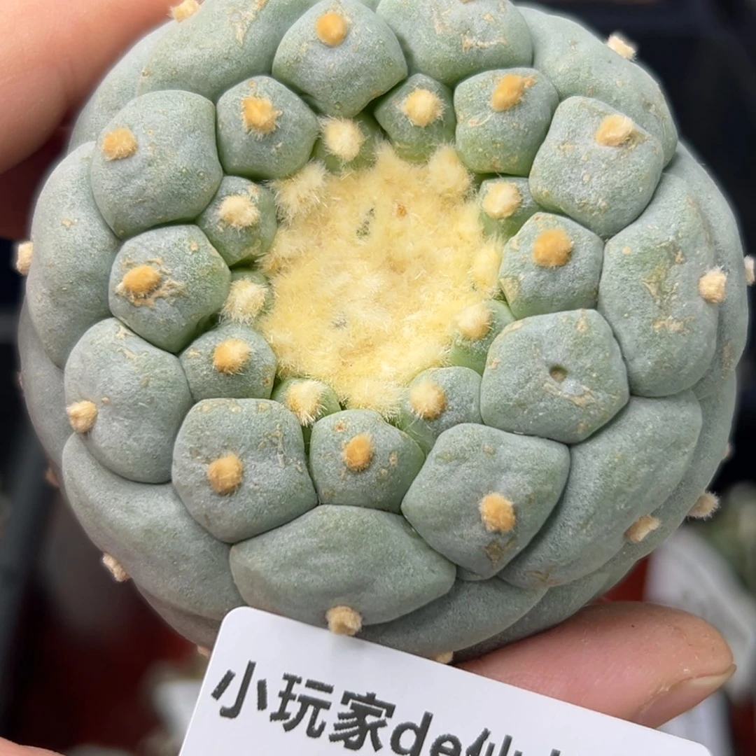 272 有根 直接上盆