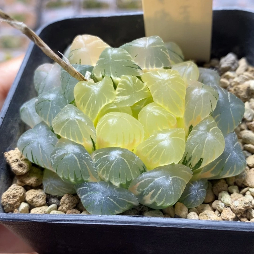 53号实生玉露锦湖水
