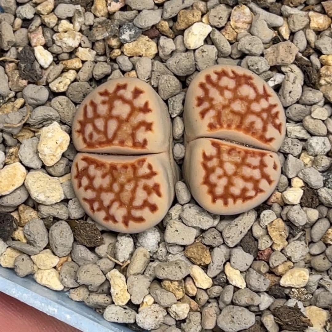 7597双头红网纹1母本
