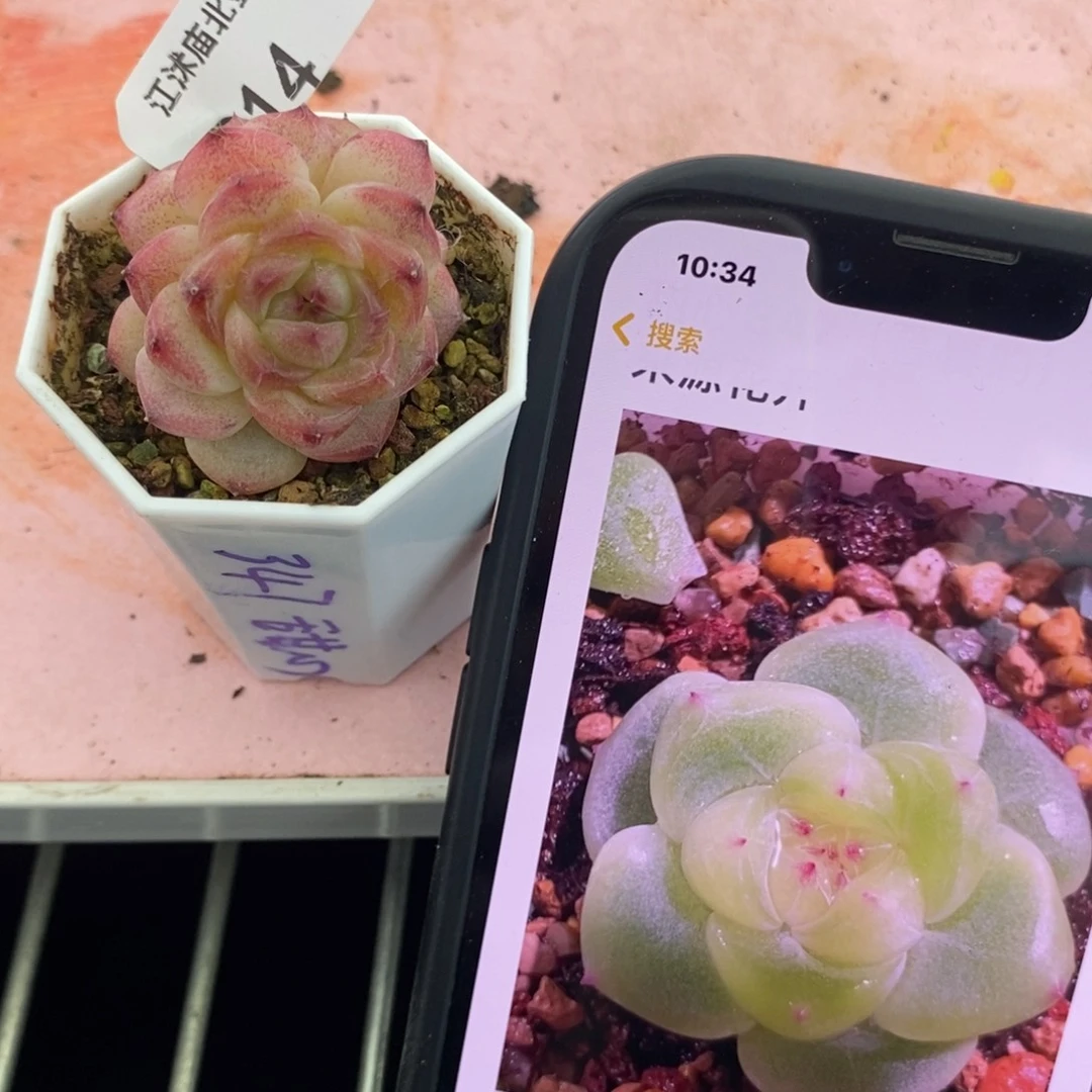 标签914甜心347一个多肉