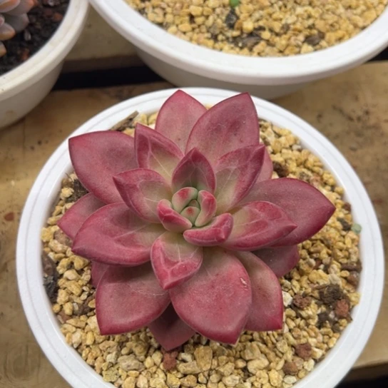 赫菲斯托 夏鸣园艺