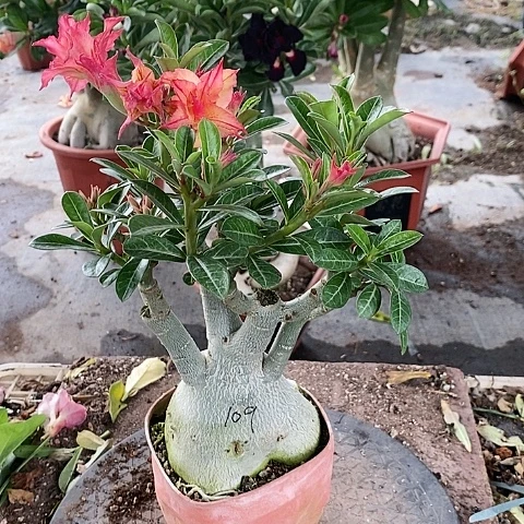【闪购商品】无花朵用****8