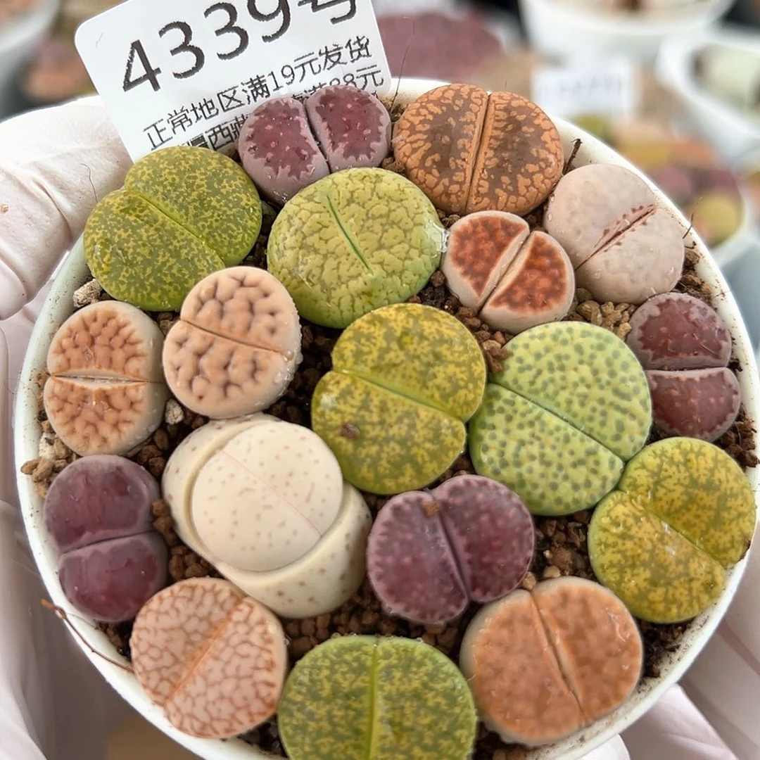 好养易活生石花大母本4339