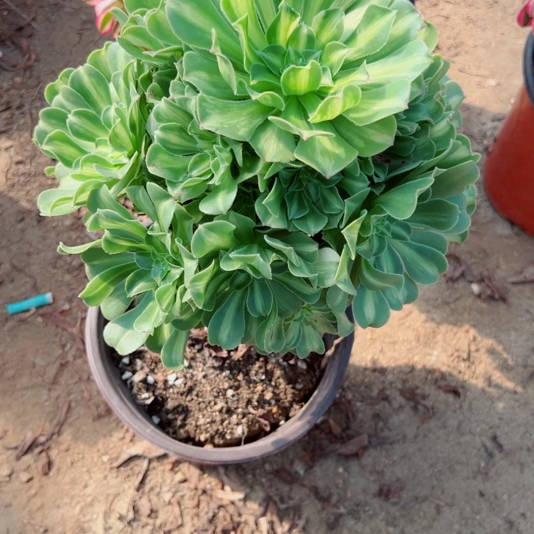 074翡翠琉璃多肉植物