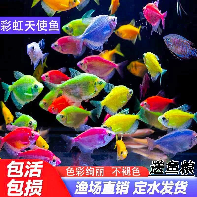 糖果天使小型观赏鱼不褪色七彩天使鱼新手好养易活群游小型热带鱼