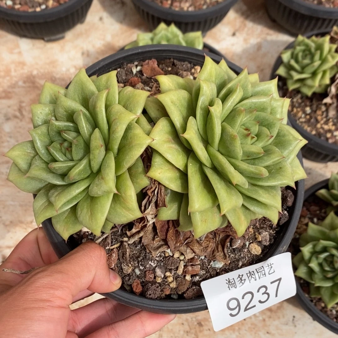 蔷薇多肉植物9237