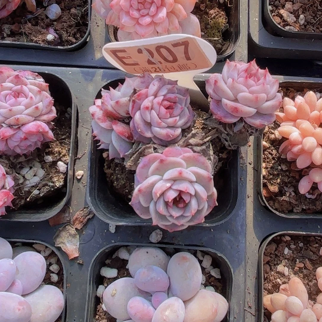 E207蓝孔雀一物语拍