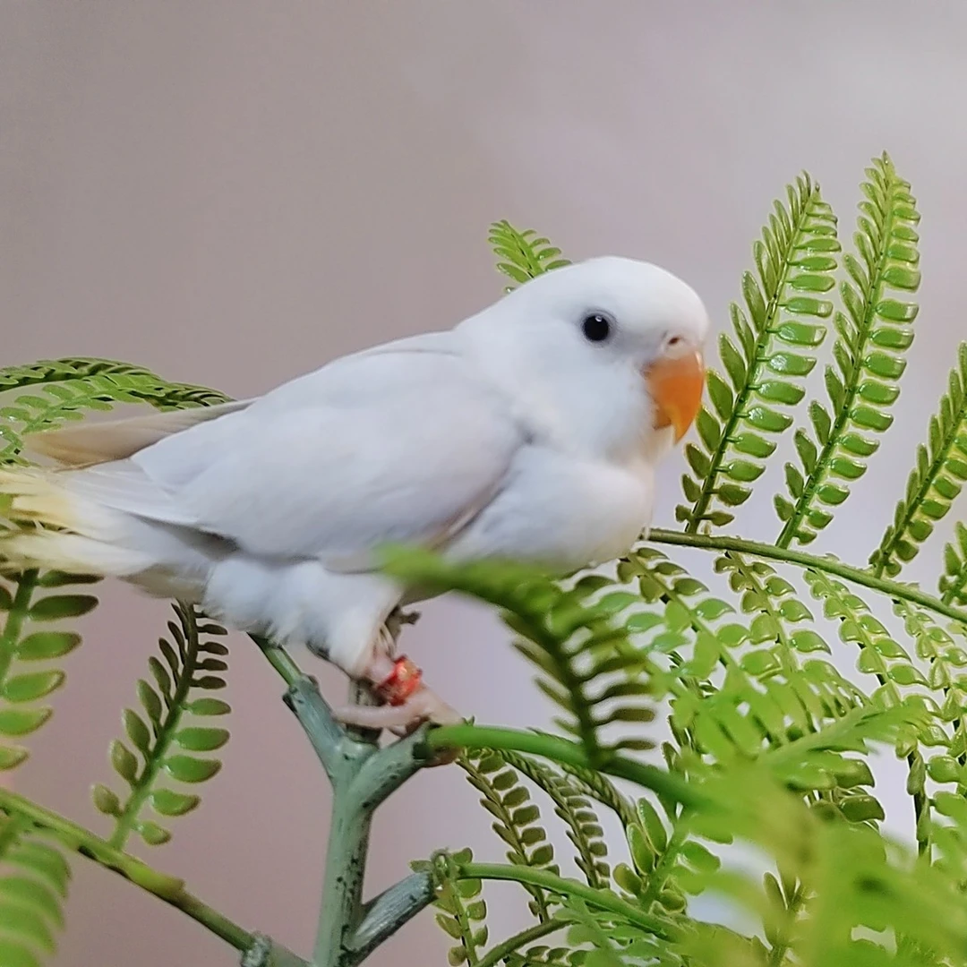 家庭精养，紫罗兰.伊莎.奥桂.松石色等各类精品牡丹鹦鹉！