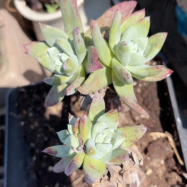 仙女杯多肉植物提取