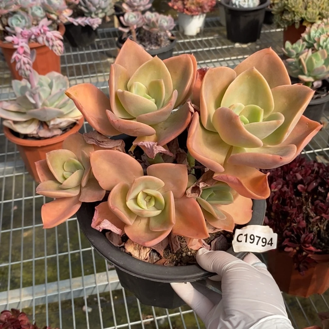 19794贺氏多头一物一拍