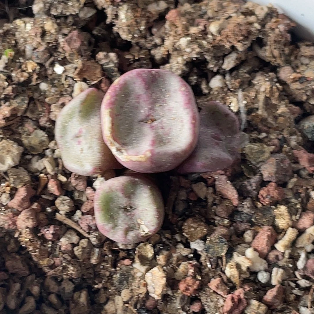 13-22方碗多肉植物