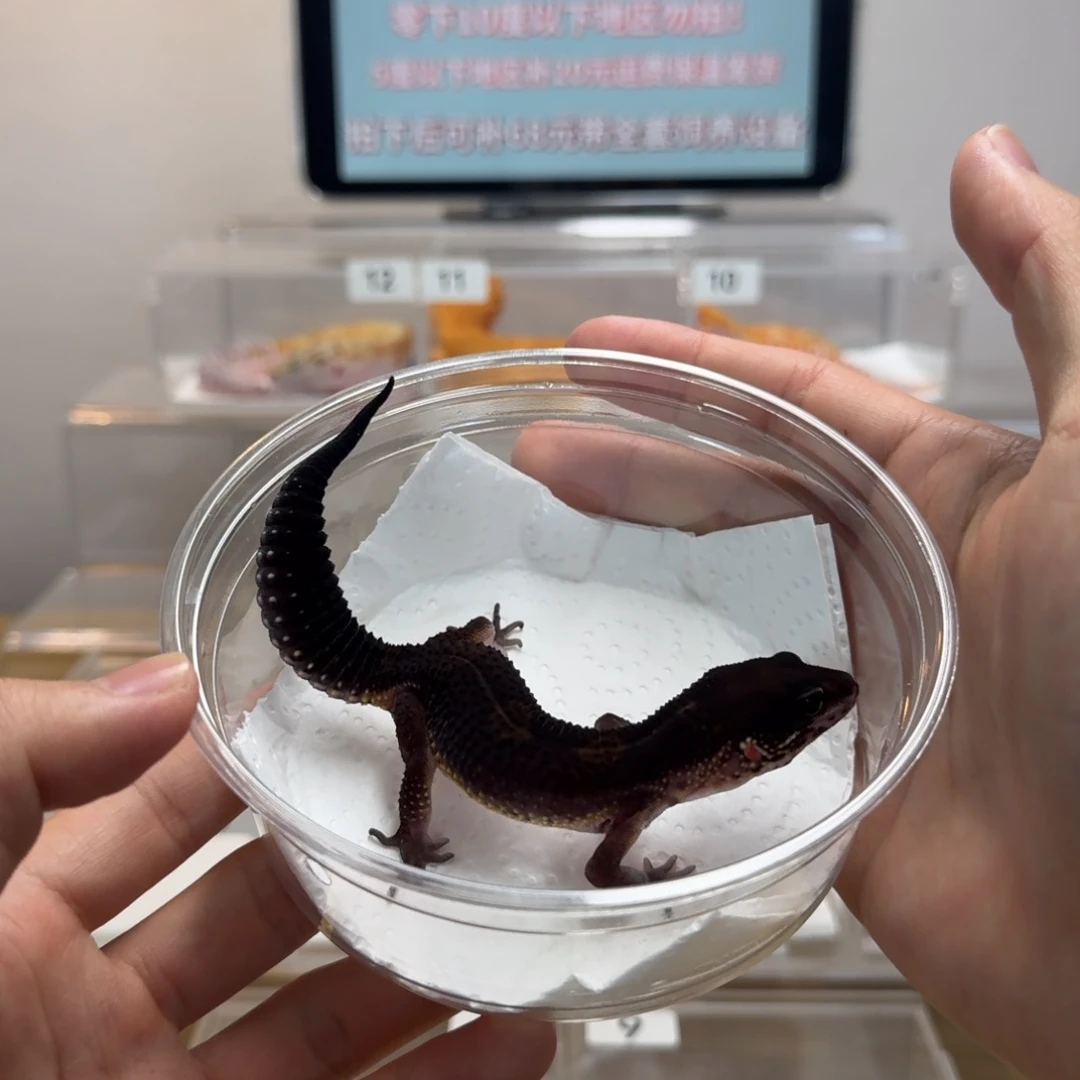 豹纹守宫黑夜妹妹